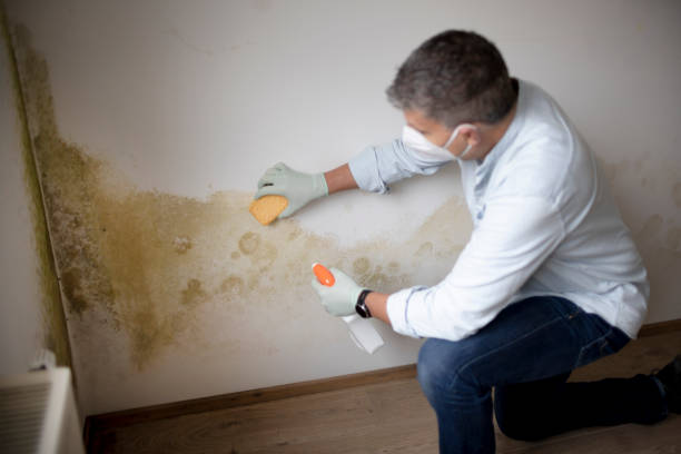 Best Mold Remediation for Healthcare Facilities  in Thorsby, AL